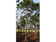 供应15-20公分喜树,湖南益阳喜树价格表，优质喜树销售基地图1