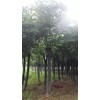 12-25公分3米定杆2-3年生移栽栾树