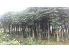 供应12-25公分3米定杆2-3年生移栽栾树，益阳栾树价格表图1