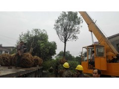 供应10-25公分全冠香樟，湖南优质香樟价格，香樟销售基地图2