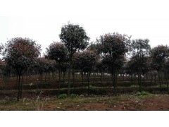 供应3-10公分红叶石楠，湖南优质红叶石楠价格，红叶石楠基地图3