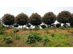 供应3-10公分红叶石楠，湖南优质红叶石楠价格，红叶石楠基地图1
