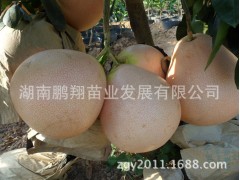 湖南果树苗木批发 三红蜜柚苗 红皮红肉红心柚子树苗图1