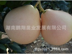 湖南果树苗木批发 三红蜜柚苗 红皮红肉红心柚子树苗图2
