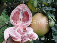 湖南果树苗木批发 三红蜜柚苗 红皮红肉红心柚子树苗图3