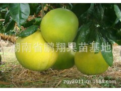果树苗批发/【湖南矮晚柚】苗嫁接当年种植第2年结果图2