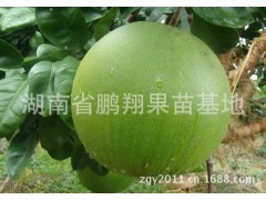 果树苗批发/【湖南矮晚柚】苗嫁接当年种植第2年结果图3