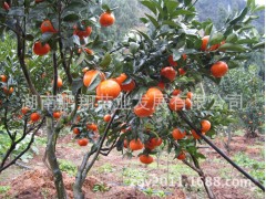 湖南果树苗木批发 核默科特苗  高糖极晚熟红茂谷柑苗图1
