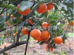湖南果树苗木批发 核默科特苗  高糖极晚熟红茂谷柑苗图2
