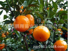 湖南果树苗木批发 核默科特苗  高糖极晚熟红茂谷柑苗图3
