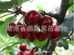 南北方果树南方甜樱桃树苗 黑珍珠樱桃湖南果苗木批发图1
