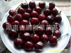南北方果树南方甜樱桃树苗 黑珍珠樱桃湖南果苗木批发图2