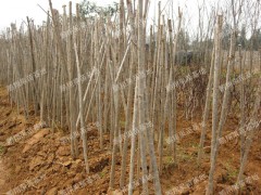 南北方果树南方甜樱桃树苗 黑珍珠樱桃湖南果苗木批发图3