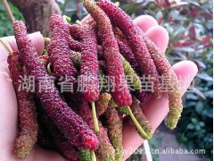 精品湖南苗木优质桑椹树苗 台湾果桑之王四季长果桑苗图1