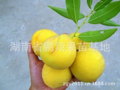 果树苗木 金黄色非常漂亮桃子树苗--锦绣黄桃苗 桃树苗批发图2