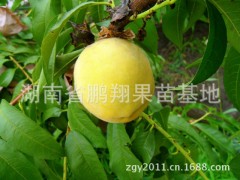 果树苗木 金黄色非常漂亮桃子树苗--锦绣黄桃苗 桃树苗批发图3