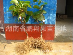 猕猴桃苗图3