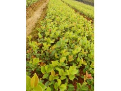长林系列油茶苗 优质油茶苗批发 厂家批发长林40号 两年生图3
