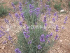 河南专业培植 特级绿化薰衣草苗木 正宗环保薰衣草种苗图1