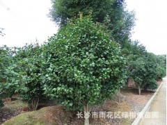 精品花卉植物茶花苗 柒心茶花球.树.庭院种植.道路公园绿化图1