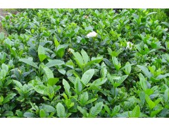大叶栀子工程緑化苗 庭院栀子花苗.耐寒耐热植物图1