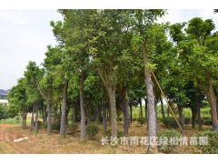 绿湘情苗圃14公分香炮树批发 量大价优图1