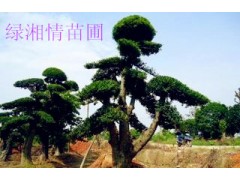 供应榆树 绿湘情苗圃 30公分造型榆树 树形好 优质量优价图1