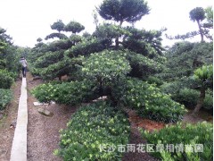 批发罗汉松造型 12公分罗汉松庭院别墅高档绿化苗木图1