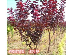 红叶李 紫叶李 叶色鲜亮 批发红叶李苗 规格齐全 树形优好图1