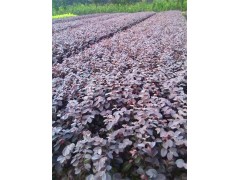 黑珍珠红继木苗图2