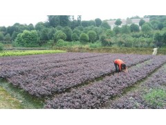 黑珍珠红继木苗图3