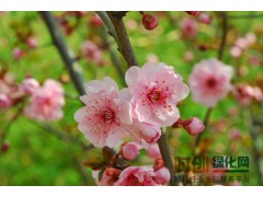 烟台园林绿化,烟台园林绿化养护,烟台园林工程,北京银杏图1