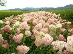 木绣球_木绣球价格_优质木绣球批发/采购_长春木绣球基地图1