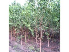 吉林绿化苗木基地|吉林青山苗圃 吉林绿化苗木,吉林苗木网图1