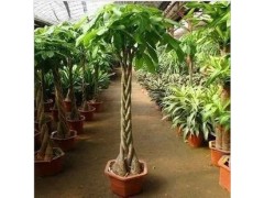 热销推荐 大小盆栽发财树 客厅 桌面植物大小型 批发图3