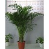 绿植花卉 盆景植物 凤尾竹 散尾葵 1.6-1.8米