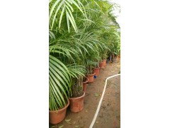 绿植花卉 盆景植物 凤尾竹 散尾葵 1.6-1.8米图2