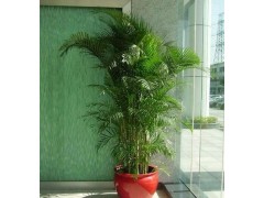 绿植花卉 盆景植物 凤尾竹 散尾葵 1.6-1.8米图3