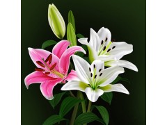 百合种子 百合花种子 室内室外盆栽香水百合 食用球根花卉图1