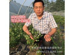 果树 蓝莓树苗 蓝莓苗 盆栽 果树苗 兔眼 北方南方种植图1