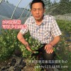 果树 蓝莓树苗 蓝莓苗 盆栽 果树苗 兔眼 北方南方种植