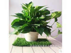 批发环保植物 绿萝 室内绿植盆栽 吸收甲醛 绿色植物图1
