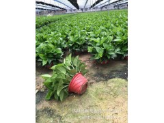 批发环保植物 绿萝 室内绿植盆栽 吸收甲醛 绿色植物图3