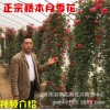 绿化树苗 工程苗木 藤本月季 爬藤植物 盆栽 花卉 花苗