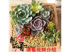批发多肉植物 盆栽 创意植物 微型盆景 绿植花卉种苗图1