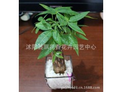 批发 小盆栽 小发财树 盆景 植物 四季常青 象征财源滚滚图1