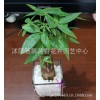 批发 小盆栽 小发财树 盆景 植物 四季常青 象征财源滚滚