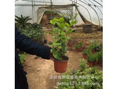 茉莉花图3