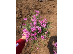 山东青州花卉苗木、山东绿化苗木、芝樱 山东芝樱基地图2