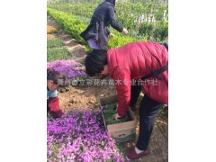 山东青州花卉苗木、山东绿化苗木、芝樱 山东芝樱基地图3